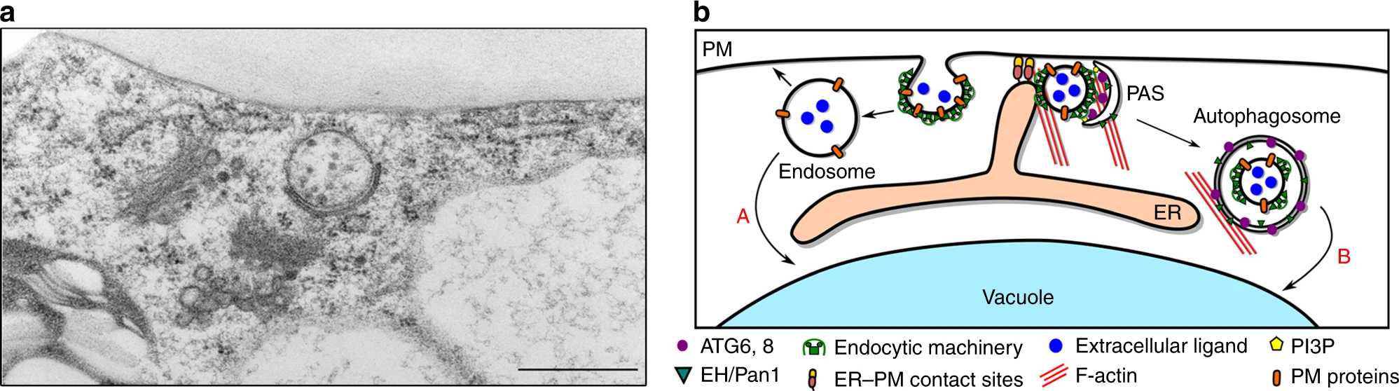 Formation of autophagosomes at endoplasmic reticulum-plasma membrane contact sites.