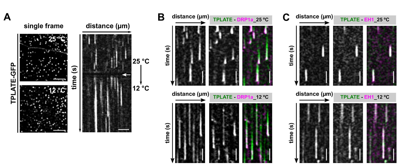 Visualizing differential temporal recruitment of the endocytic players at the PM