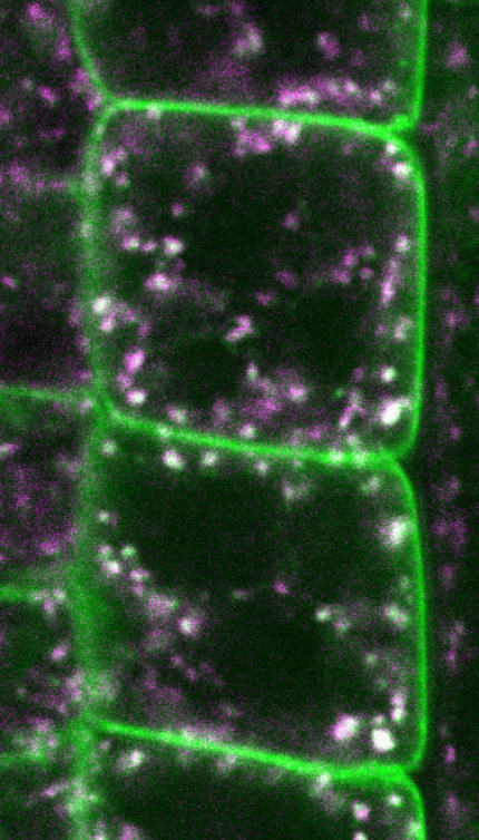 Downstream cargoes of endocytosis