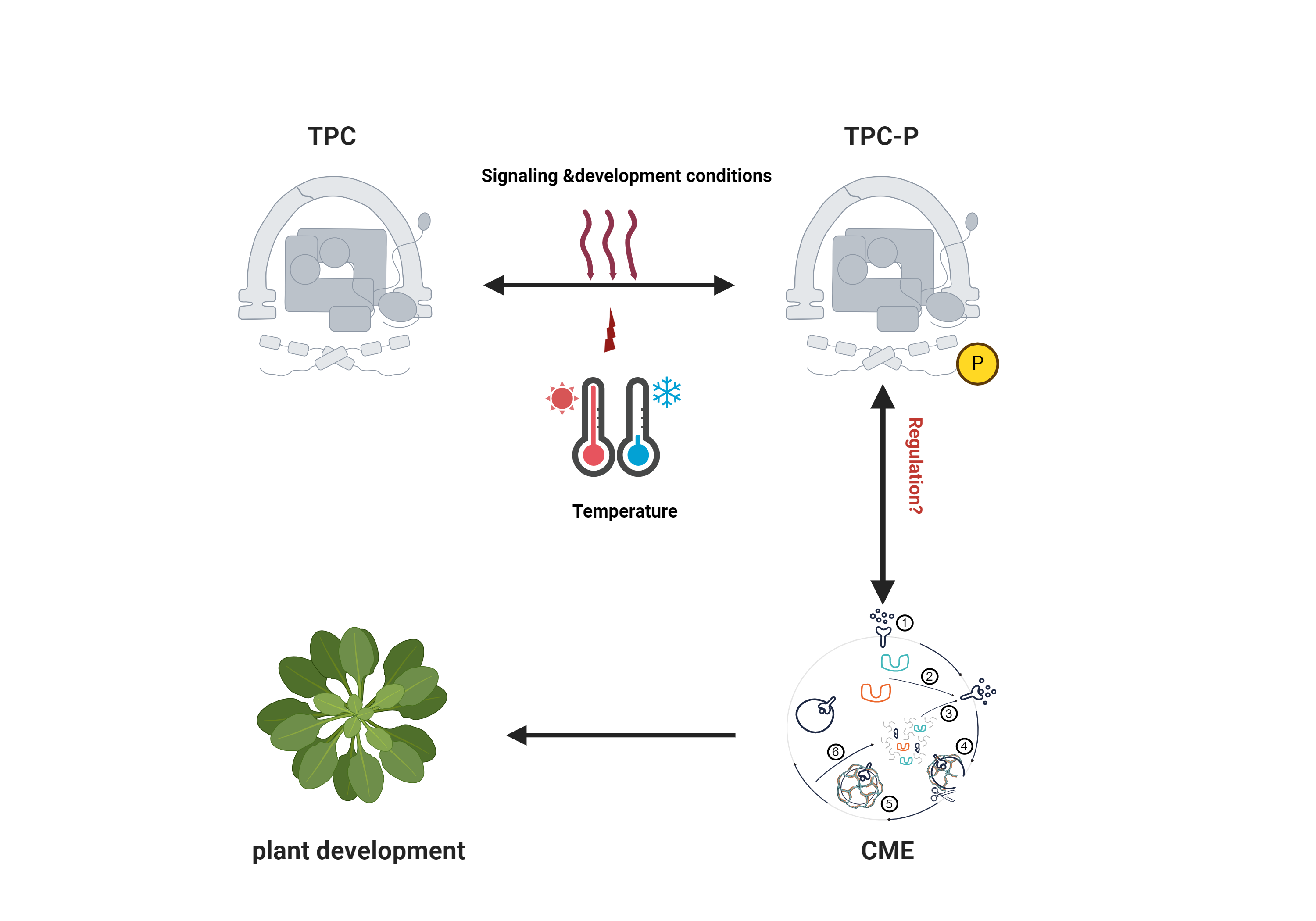 Regulation of endocytosis