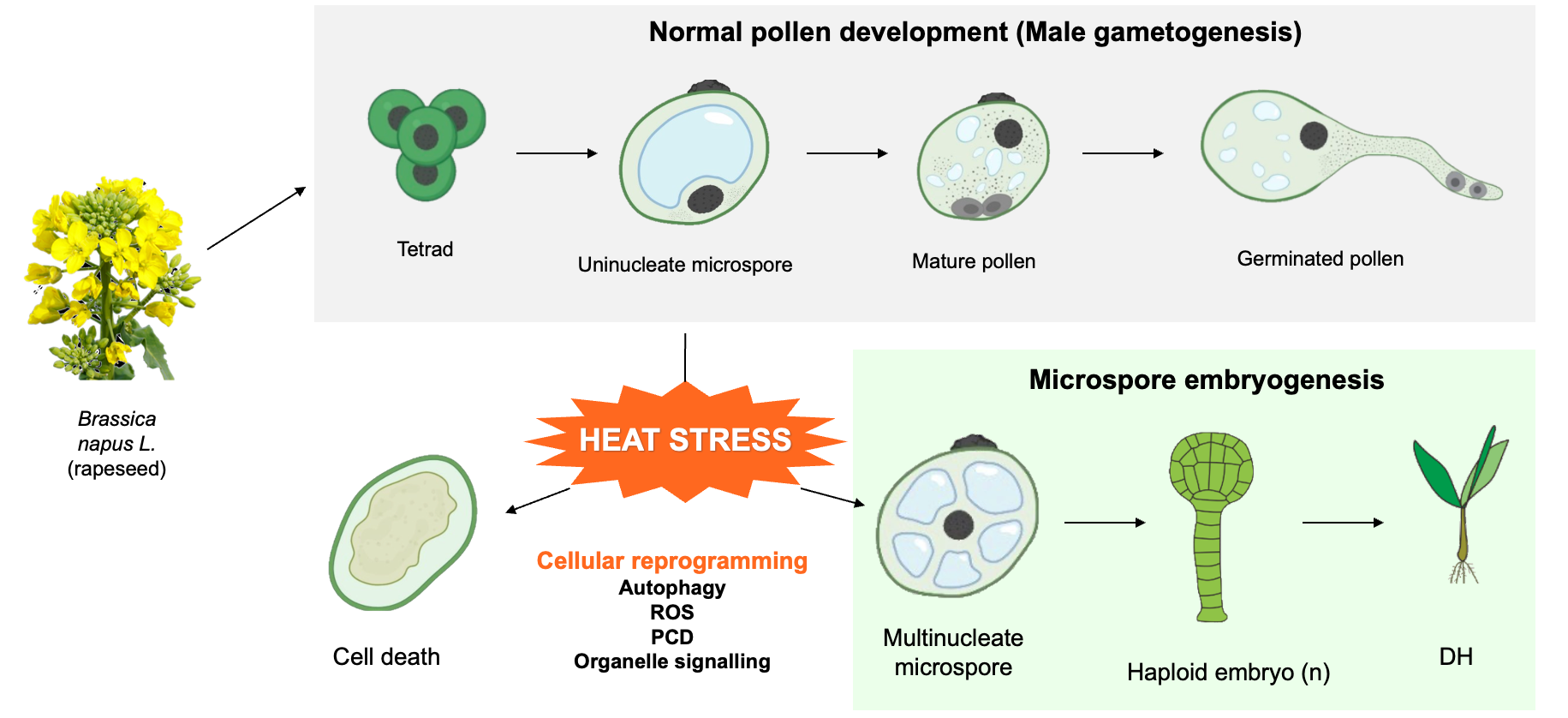 Image showing the different developmental paths of Brassica napus (rapeseed) microspores. 