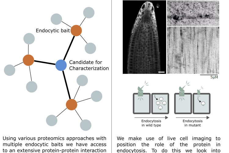 Characterization of effector proteins of endocytosis