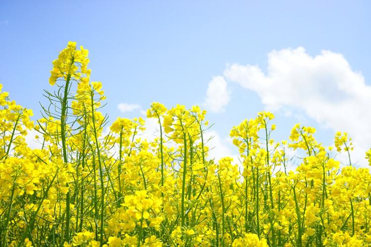 Brassica napus field