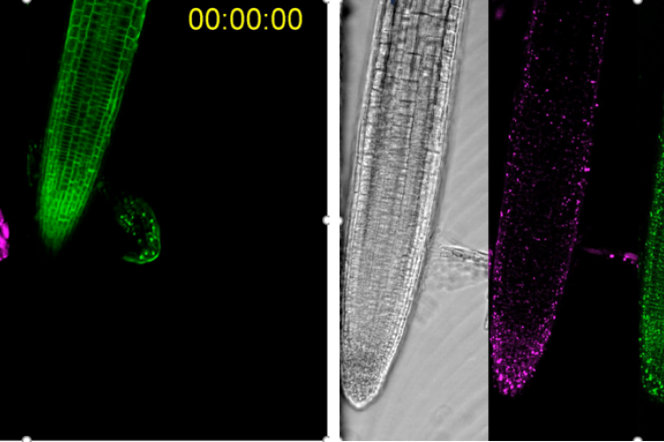 TPLATE-mCherry-FKBP (green) and MitoTagBFP2 (magenta) before and after rapamycin addition (green square). Images courtesy of Mates Fendrych.