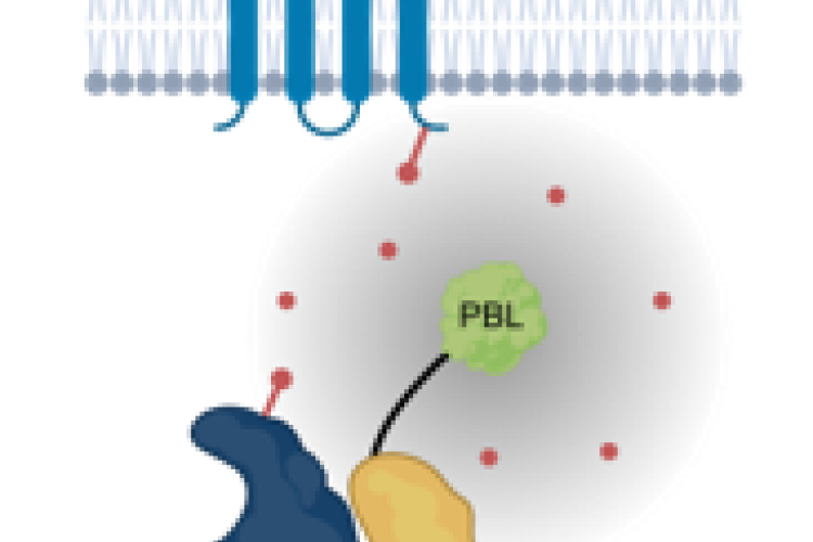 Proximity biotinylation