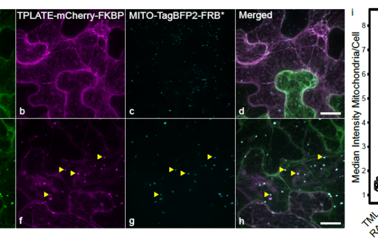 TPLATE-mCherry-FKBP (magenta), MitoTagBFP2 (cyan) and TML-GFP (green) before and after rapamycin