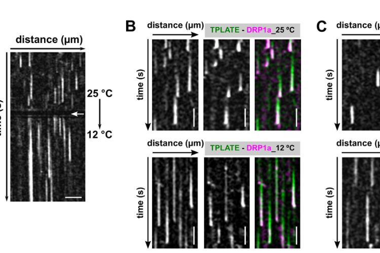 Visualizing differential temporal recruitment of the endocytic players at the PM