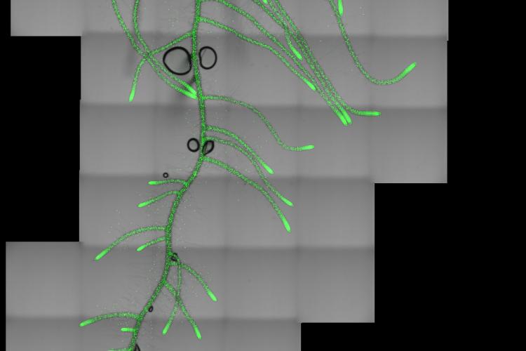 Arabidopsis root