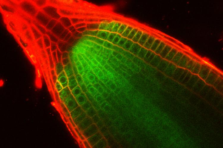 Arabidopsis root meristem GFP reporter