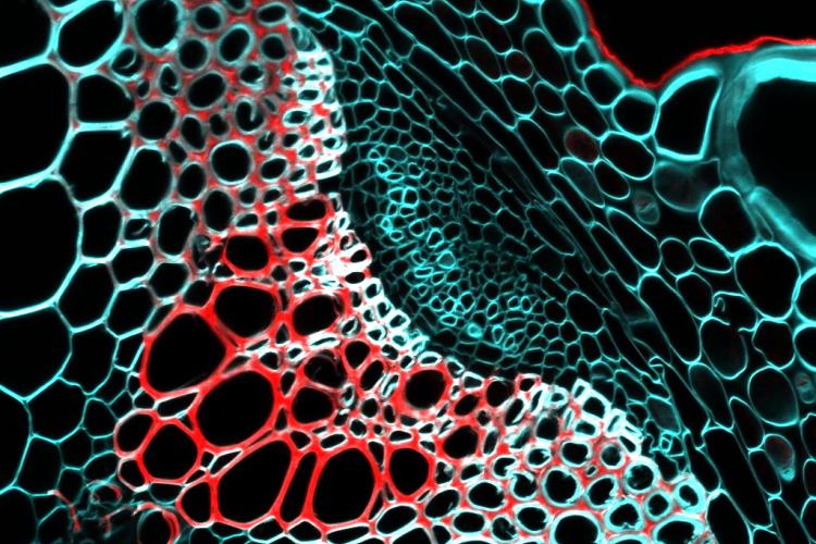 Arabidopsis stem cross section
