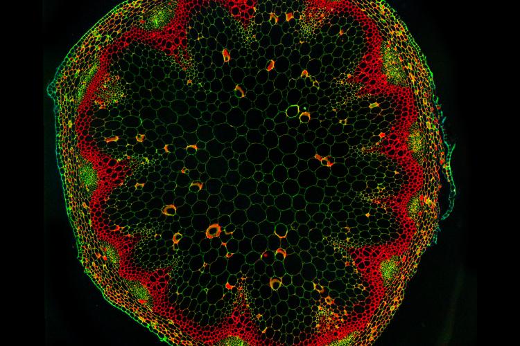 Arabidopsis stem cross section