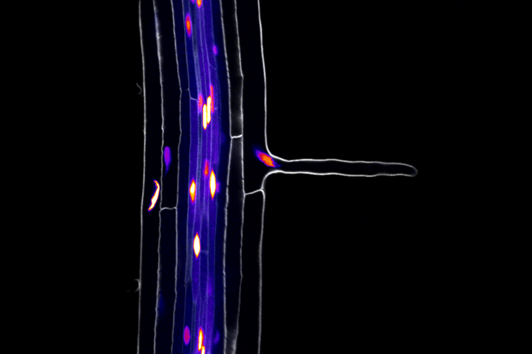 Arabidopsis mature root hairs