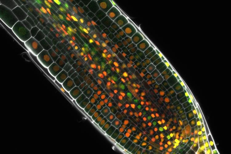 Arabidopsis root meristem dual marker