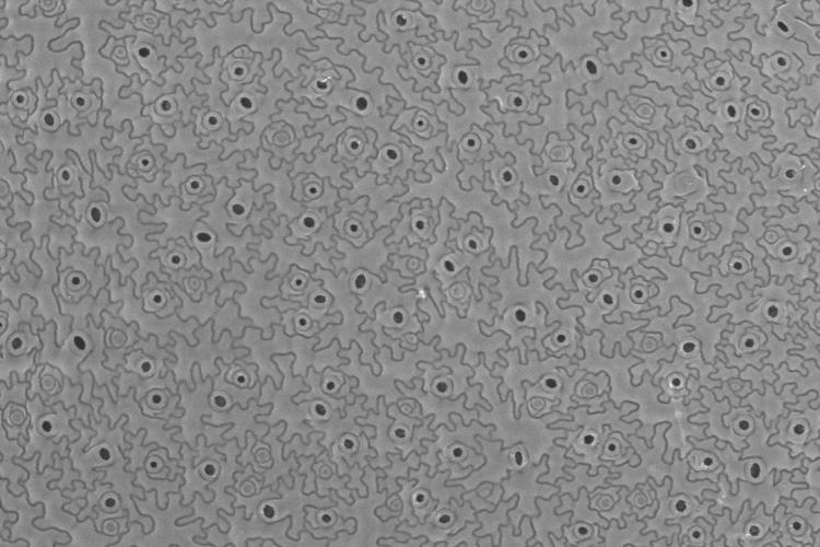 Arabidopsis leaf stomata at high temperature