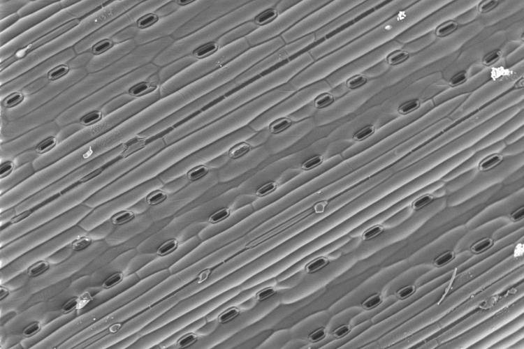 Wheat leaf stomata at high temperature