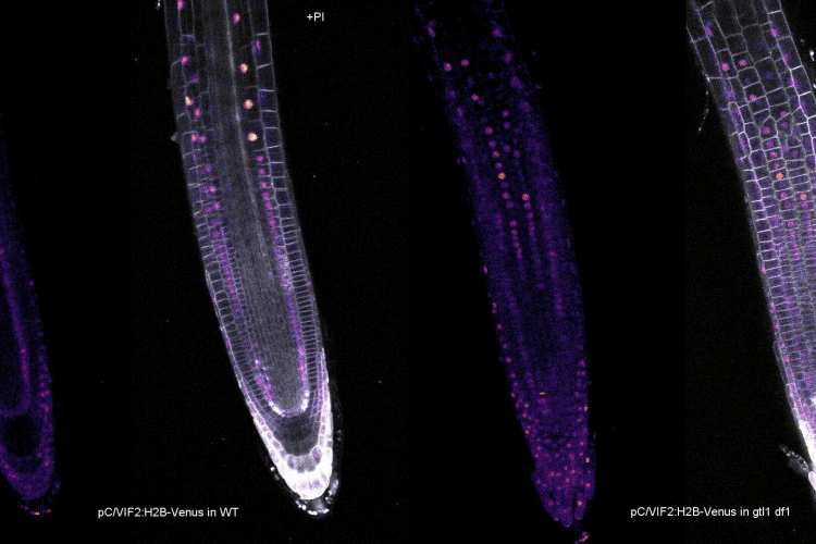 tracking a growing Arabidopsis root