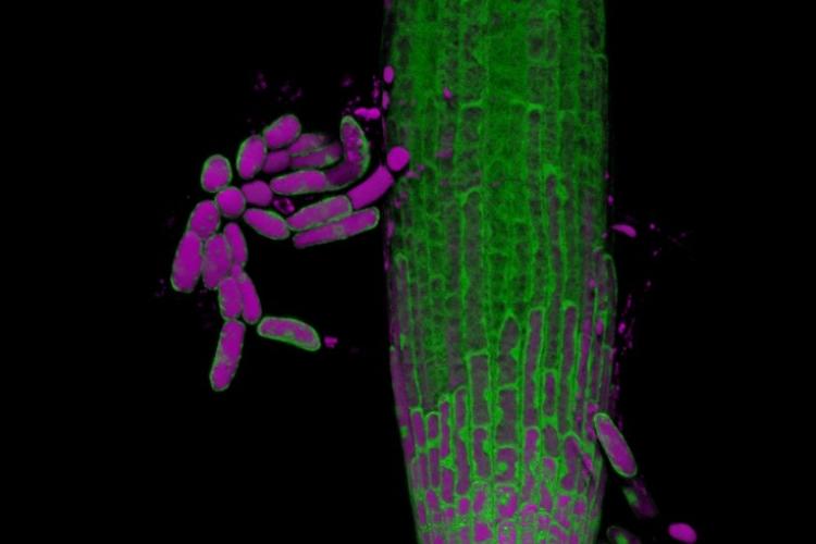 Arabidopsis shedding root cap