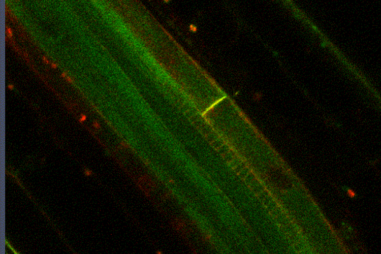 Col-0-with-pPIN1-PIN1-GFP-and-pAUR1-TagRFP-MBD-of-MAP4