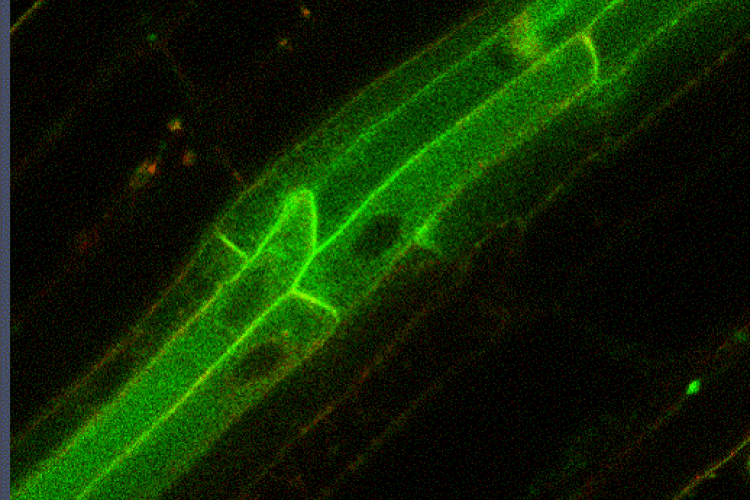 Aurora double mutant with pPIN1-PIN1-GFP and pAUR1-TagRFP-MBD
