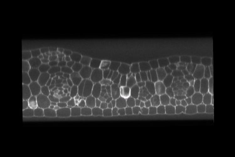 Dividing maize leaf tissue