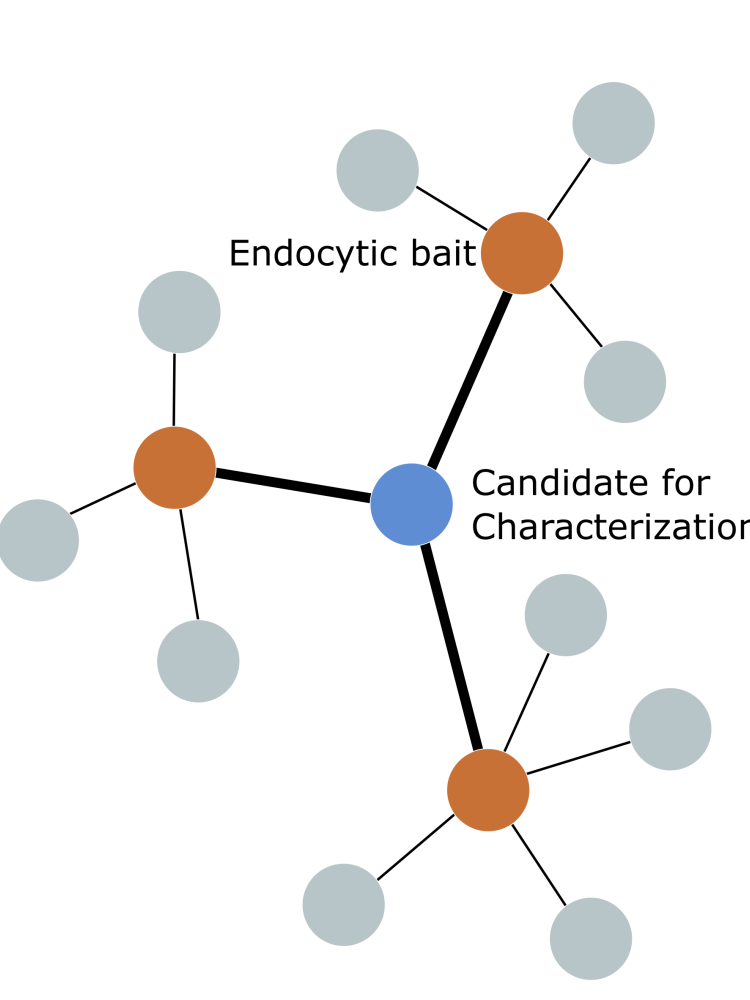 Characterization of effector proteins of endocytosis