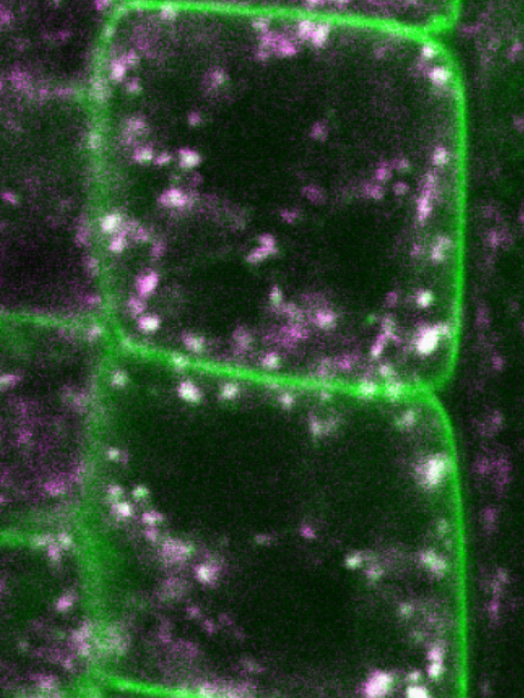 Downstream cargoes of endocytosis