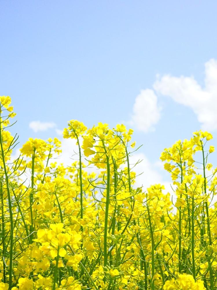 Brassica napus field