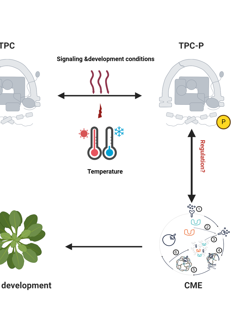 Regulation of endocytosis